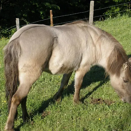 Holzlehenhof דירה *